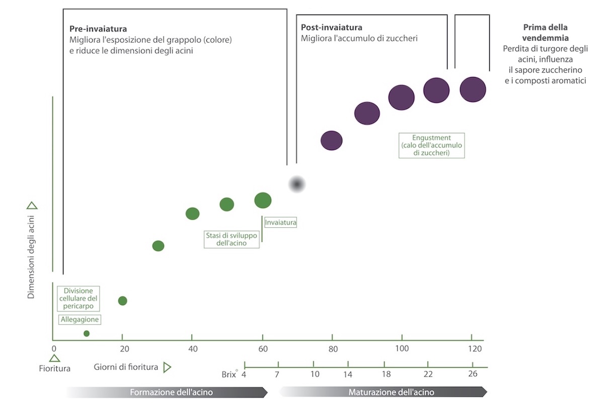 Impatto dell'irrigazione a rateo variabile sulle fasi fenologiche della vite